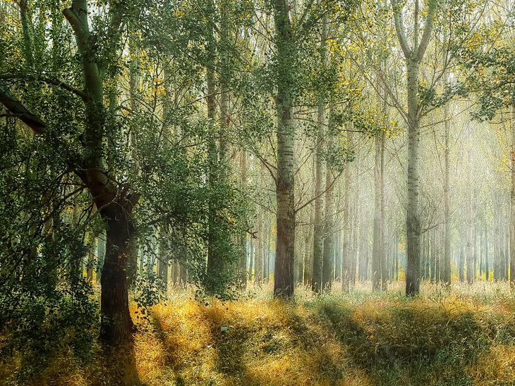 Petrobras irá investir R$ 68 milhões até 2025 em ações de reflorestamento com foco em redução de emissões de gases de efeito estufa