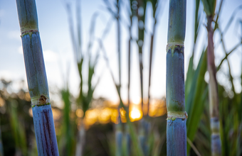 Renovação do Protocolo Agroambiental Etanol Mais Verde
