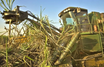 A região Centro-Sul atingiu 589,35 mil toneladas de cana-de-açúcar na 2ª quinzena de janeiro