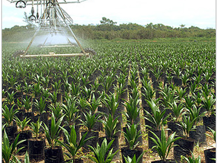 Diversificação de biocombustíveis é tema de congresso em SP