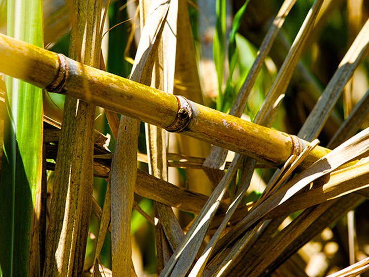 Evento em São Paulo apresenta o cenário do etanol nacional