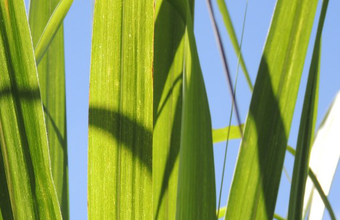 Etanol recua no indicador semanal e fecha a sexta-feira com leve alta em Paulínia