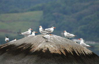 Monitoramento de aves feito pelos Portos do Paraná registra espécies ameaçadas na baía de Paranaguá
