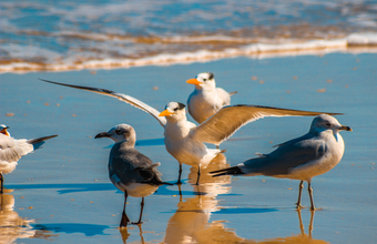 Setor portuário vai propor sugestões para manual do Ibama sobre "Fauna Impactada por Óleo"