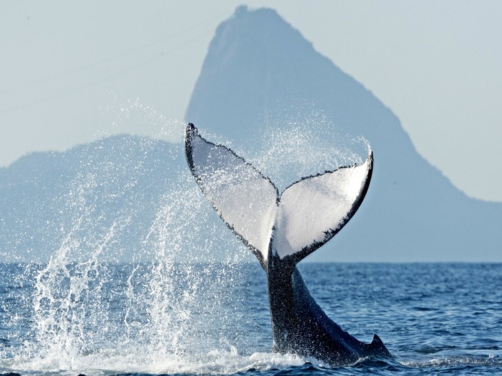 OceanPact estreia no Índice de Sustentabilidade Empresarial (ISE) da B3