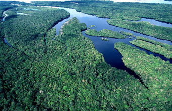 Modelo de inteligência artificial avalia como fatores ambientais impactam na quantidade de carbono capturado por floresta na Amazônia