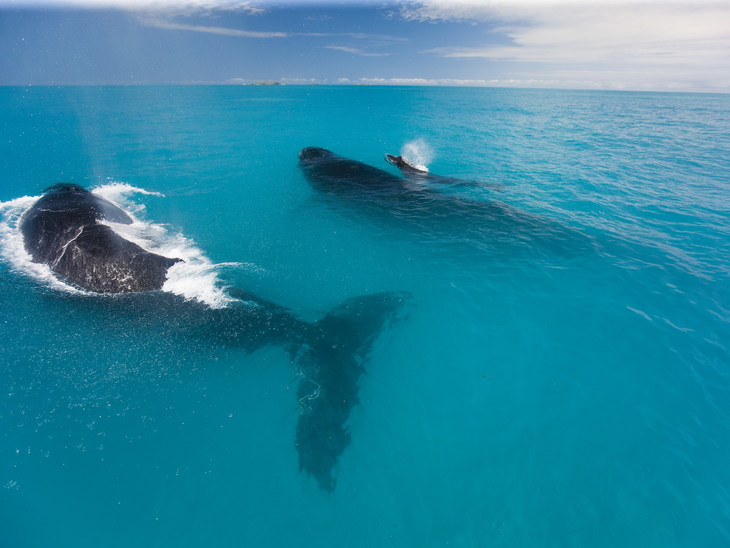 Norsul desenvolve projeto de preservação de baleias jubarte