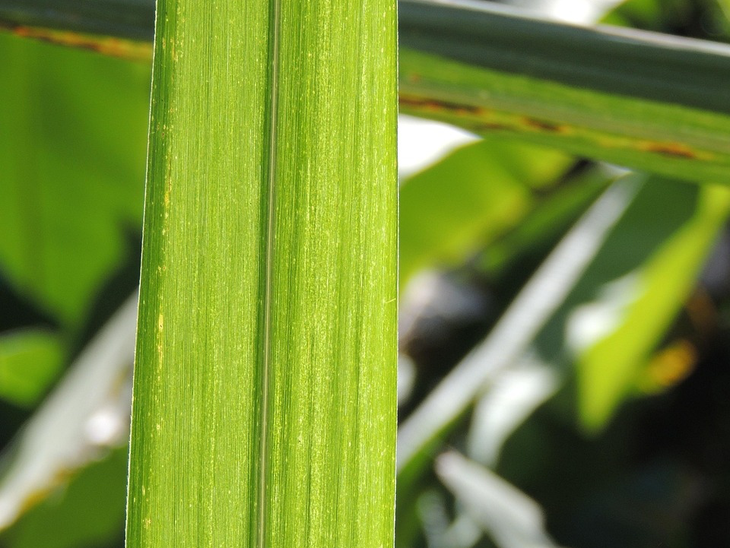 Etanol registra alta na primeira semana de novembro, aponta Cepea/Esalq-USP