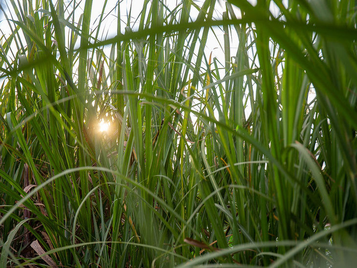Etanol: Análise Agromensal Conjuntural Abril/22 Cepea/Esalq/USP