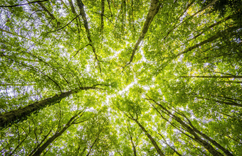 Vale e Grupo Algar fecham acordo para proteger 50 mil hectares de floresta na Amazônia paraense