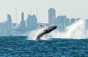 "Um oceano para todos" com projetos patrocinados pela Petrobras chega a São Paulo