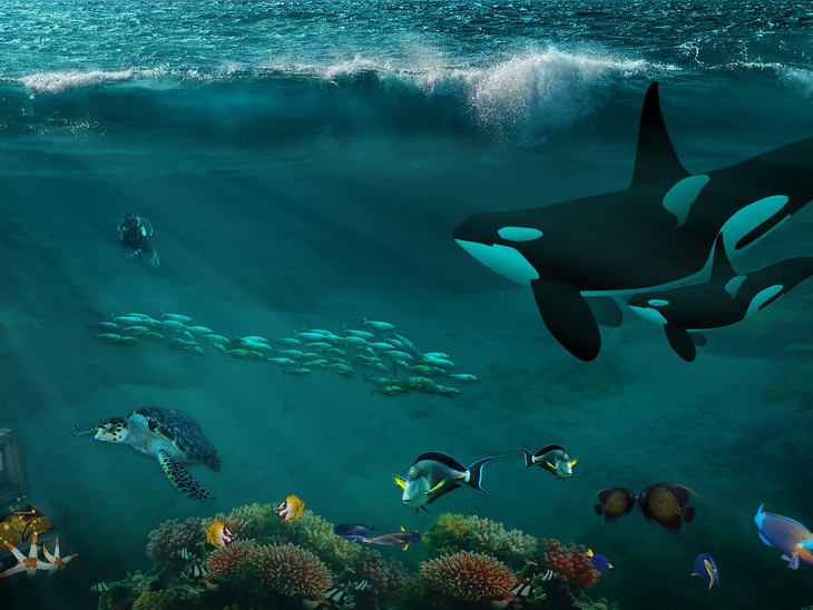 Pós-doutorado em biodiversidade de algas com Bolsa da Fapesp