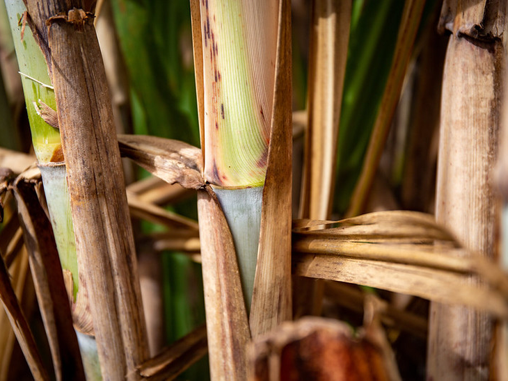 Senado vai analisar ajuste de regras de PIS e Cofins sobre etanol