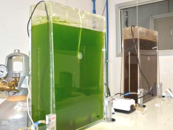 Pesquisa da Embrapa identifica microalgas que geram biocombustíveis