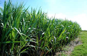 Usina Agro Serra, associada à UDOP, doa 500 mil litros de etanol ao Maranhão