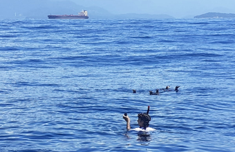 Projeto de Monitoramento de Praias solta mais de onze mil pinguins em Angra dos Reis