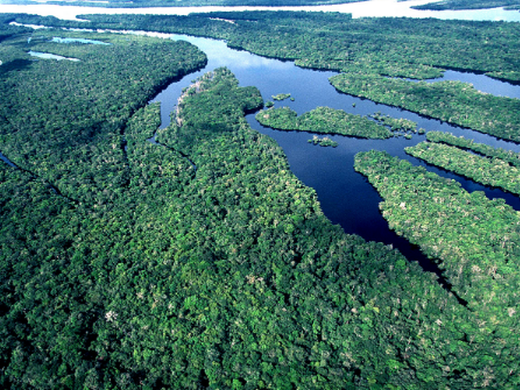 Modelo de inteligência artificial avalia como fatores ambientais impactam na quantidade de carbono capturado por floresta na Amazônia