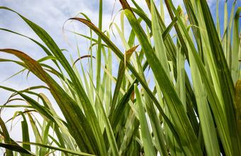 Bahia quer alavancar Polo Bioenergético e Sucroalcooleiro no Médio São Francisco