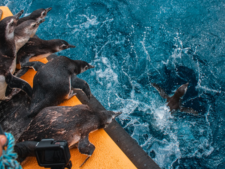 Projeto de Monitoramento de Praias registrou mais de 6700 mil pinguins no litoral brasileiro