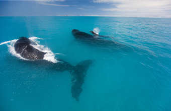 Norsul desenvolve projeto de preservação de baleias jubarte