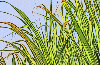 Hidratado recua 0,83% após sete semanas em alta; anidro segue valorizado