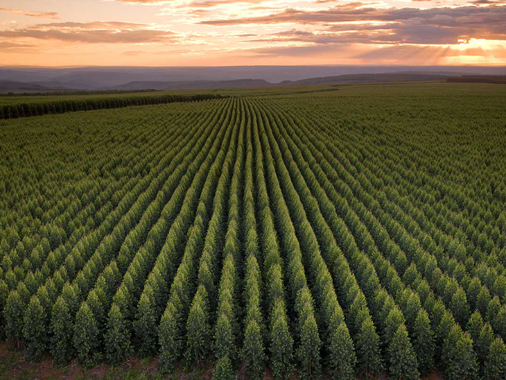 Pequenos agricultores do Vale do Jequitinhonha poderão plantar hortaliças nas terras da Aperam BioEnergia