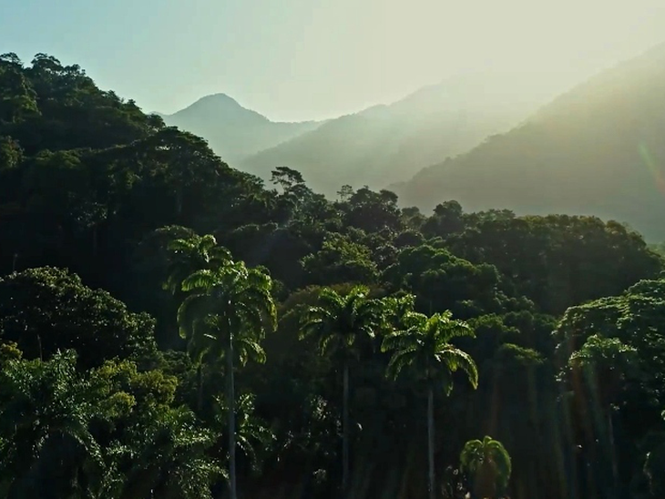 Shell Brasil, Petrobras e CCARBON/USP lançam o Carbon Countdown, maior banco de dados de estoques de carbono já realizado no país