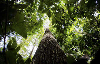 Programas voltados à proteção da Amazônia e outros biomas nacionais serão apresentados na COP27