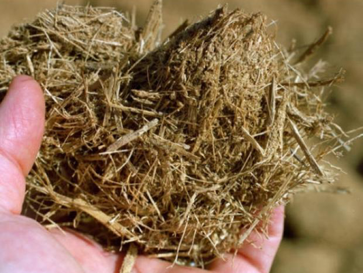 Engenharia genética desenvolvida no Brasil potencializa produção de etanol de segunda geração