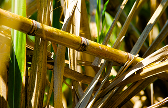 Evento em São Paulo apresenta o cenário do etanol nacional