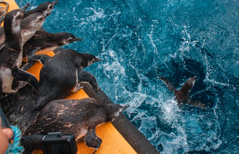 Projeto de Monitoramento de Praias registrou mais de 6700 mil pinguins no litoral brasileiro