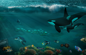 Pós-doutorado em biodiversidade de algas com Bolsa da Fapesp