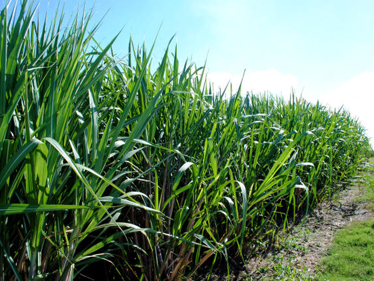 Usina Agro Serra, associada à UDOP, doa 500 mil litros de etanol ao Maranhão