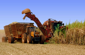 Na primeira quinzena de março moagem de cana-de-açúcar atinge quase 3 milhões de toneladas