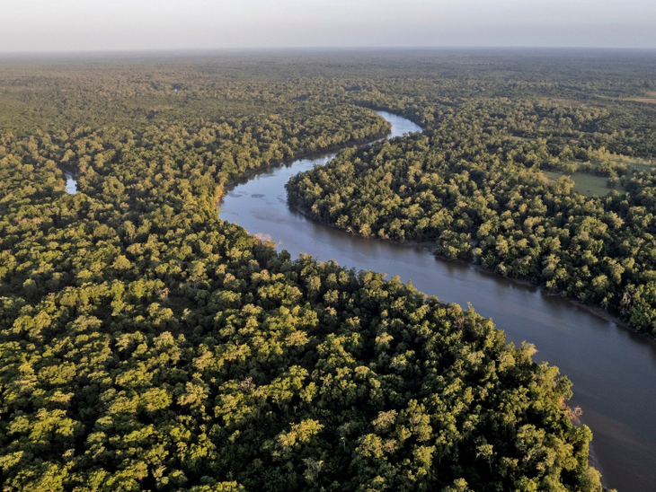 Edital ProFloresta+ supera expectativas e recebe 16 propostas de venda de créditos de carbono