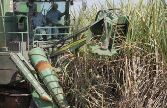 Foram moídas na segunda quinzena de julho 50 mil toneladas de cana-de-açúcar