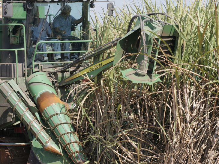 Foram moídas na segunda quinzena de julho 50 mil toneladas de cana-de-açúcar