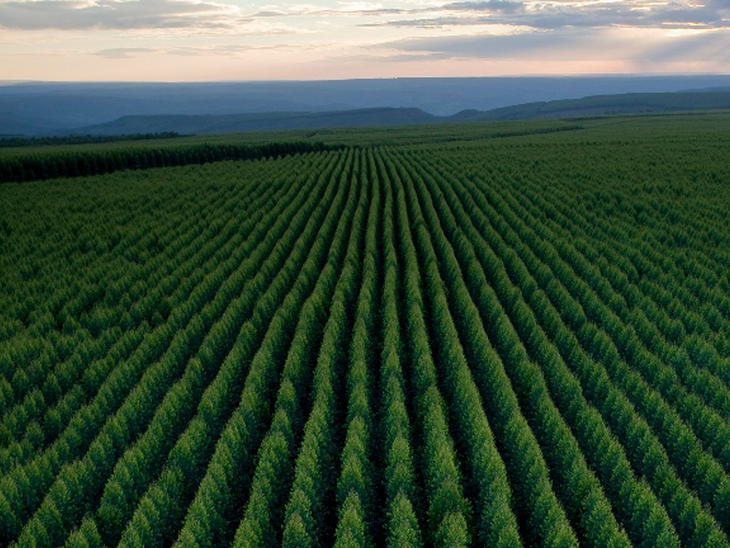 Aperam BioEnergia fecha contrato inédito na América Latina para venda de remoções de carbono