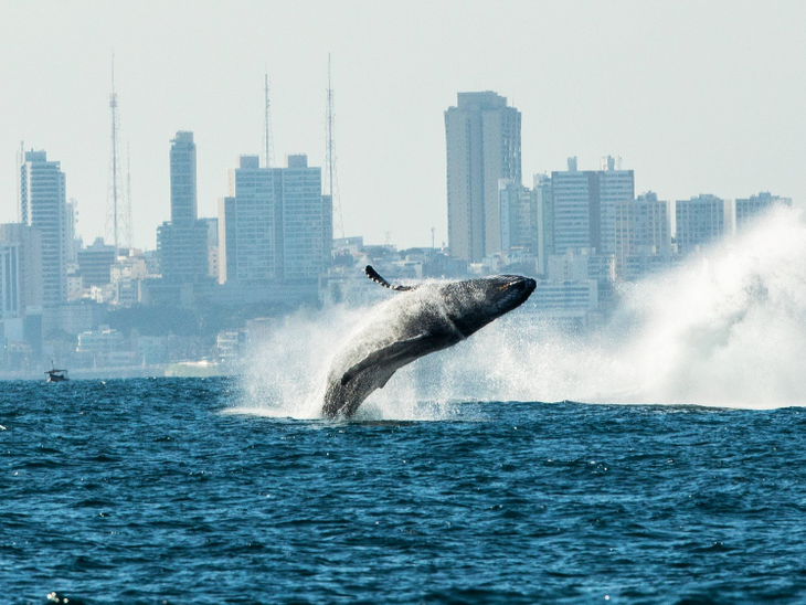 "Um oceano para todos" com projetos patrocinados pela Petrobras chega a São Paulo