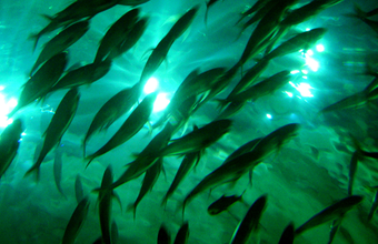 Resíduos da pesca podem produzir biodiesel