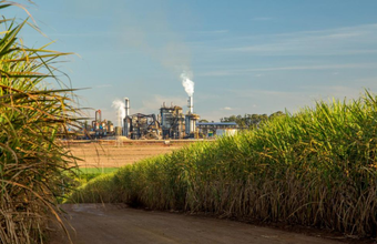 Moagem de cana alcança 51,16 milhões de toneladas na região Norte/Nordeste