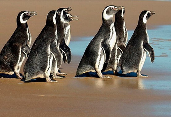 Projeto de Monitoramento de Praias registrou mais de doze mil animais este ano no litoral brasileiro Projeto de Monitoramento de Praias registrou mais de doze mil animais este ano no litoral brasileiro