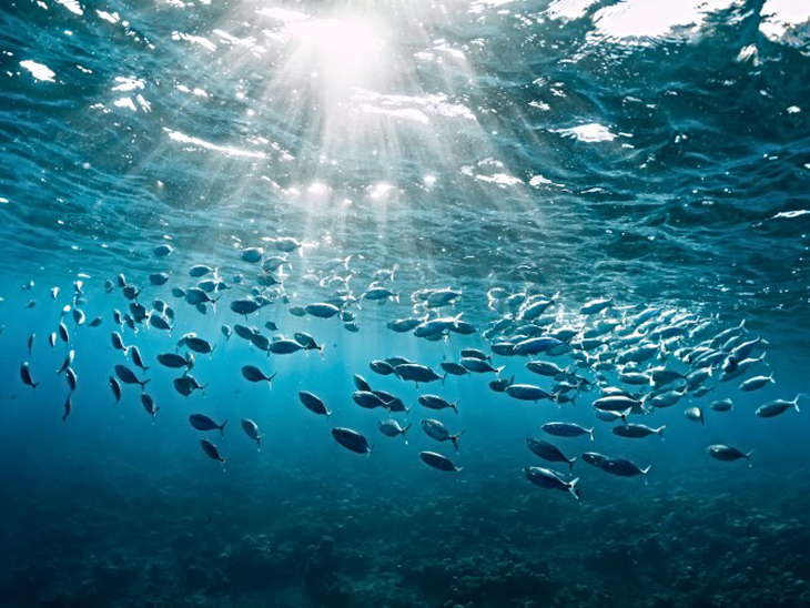 Dia Mundial do Mar: saiba como embalagens de aço podem ajudar a diminuir a poluição nos oceanos