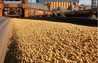 Exportações brasileiras de soja em grão registram resultados positivos