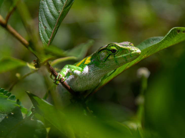 BNDES e Banco Mundial firmam memorando de entendimento sobre agenda climática e biodiversidade