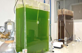 Pesquisa da Embrapa identifica microalgas que geram biocombustíveis
