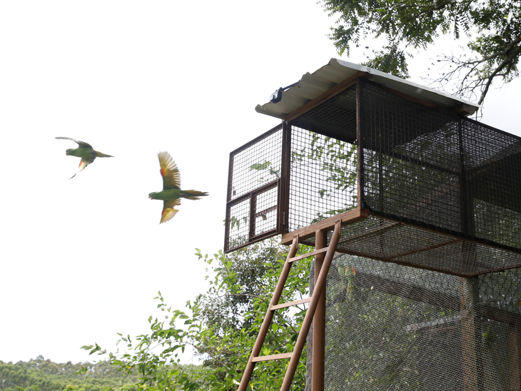 Em Brumadinho, aves voltam à natureza depois de anos em cativeiros