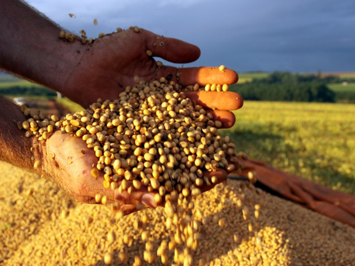 Produção brasileira de grãos deverá totalizar 233,3 milhões de toneladas  