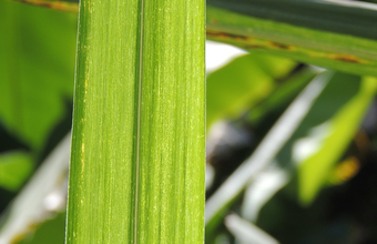 Hidratado sobe pela 9ª semana seguida