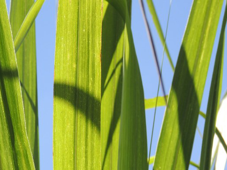 Etanol recua no indicador semanal e fecha a sexta-feira com leve alta em Paulínia